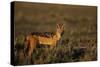 Alert Jackal-Paul Souders-Stretched Canvas