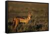 Alert Jackal-Paul Souders-Framed Stretched Canvas