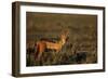 Alert Jackal-Paul Souders-Framed Premium Photographic Print