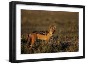 Alert Jackal-Paul Souders-Framed Premium Photographic Print