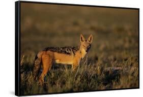 Alert Jackal-Paul Souders-Framed Stretched Canvas