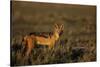 Alert Jackal-Paul Souders-Stretched Canvas