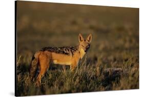 Alert Jackal-Paul Souders-Stretched Canvas