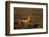 Alert Jackal-Paul Souders-Framed Photographic Print