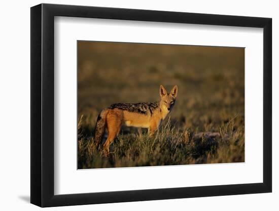 Alert Jackal-Paul Souders-Framed Photographic Print