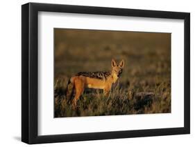 Alert Jackal-Paul Souders-Framed Photographic Print