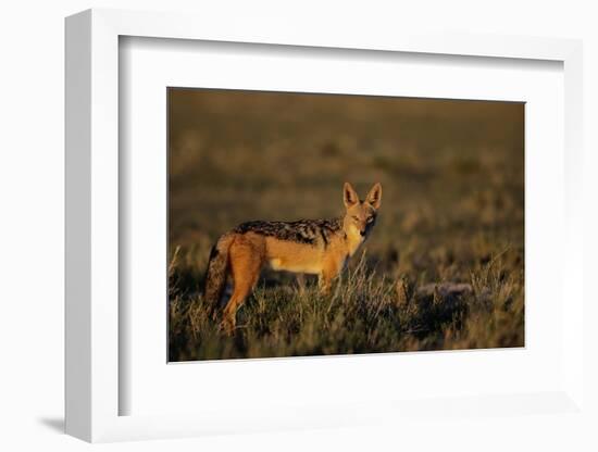 Alert Jackal-Paul Souders-Framed Photographic Print