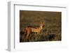 Alert Jackal-Paul Souders-Framed Photographic Print