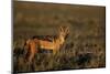 Alert Jackal-Paul Souders-Mounted Photographic Print