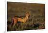 Alert Jackal-Paul Souders-Framed Photographic Print