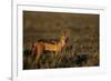 Alert Jackal-Paul Souders-Framed Photographic Print