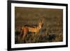 Alert Jackal-Paul Souders-Framed Photographic Print