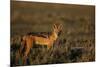 Alert Jackal-Paul Souders-Mounted Photographic Print