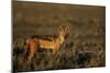 Alert Jackal-Paul Souders-Mounted Photographic Print