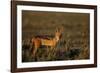 Alert Jackal-Paul Souders-Framed Photographic Print