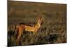 Alert Jackal-Paul Souders-Mounted Photographic Print