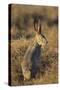 Alert Jackrabbit-DLILLC-Stretched Canvas