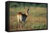 Alert Lechwe-Paul Souders-Framed Stretched Canvas