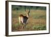 Alert Lechwe-Paul Souders-Framed Photographic Print