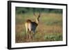 Alert Lechwe-Paul Souders-Framed Photographic Print