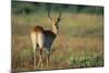 Alert Lechwe-Paul Souders-Mounted Photographic Print