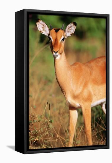 Alert Male Impala-Paul Souders-Framed Stretched Canvas