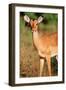 Alert Male Impala-Paul Souders-Framed Photographic Print