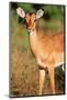 Alert Male Impala-Paul Souders-Mounted Photographic Print