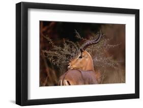 Alert Male Impala-Paul Souders-Framed Photographic Print