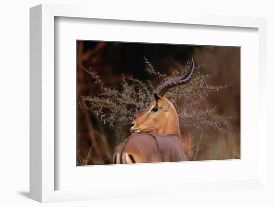 Alert Male Impala-Paul Souders-Framed Photographic Print