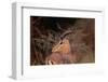 Alert Male Impala-Paul Souders-Framed Photographic Print