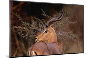 Alert Male Impala-Paul Souders-Mounted Photographic Print