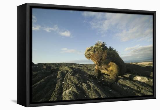 Alert Marine Iguana atop a Rock-DLILLC-Framed Stretched Canvas