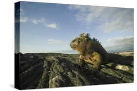 Alert Marine Iguana atop a Rock-DLILLC-Stretched Canvas