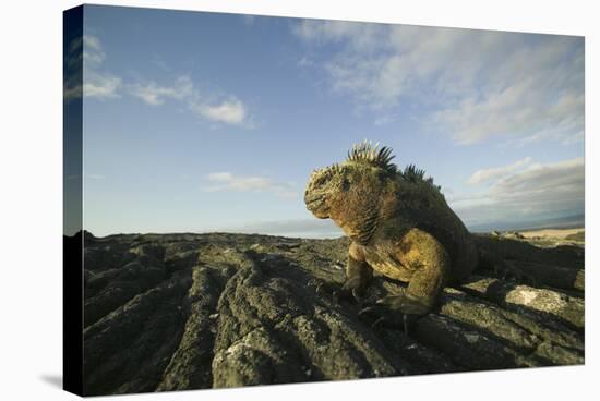 Alert Marine Iguana atop a Rock-DLILLC-Stretched Canvas