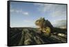 Alert Marine Iguana atop a Rock-DLILLC-Framed Stretched Canvas