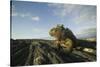 Alert Marine Iguana atop a Rock-DLILLC-Stretched Canvas