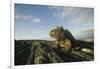 Alert Marine Iguana atop a Rock-DLILLC-Framed Photographic Print