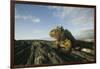 Alert Marine Iguana atop a Rock-DLILLC-Framed Photographic Print