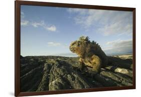 Alert Marine Iguana atop a Rock-DLILLC-Framed Photographic Print