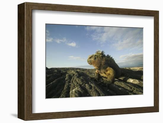 Alert Marine Iguana atop a Rock-DLILLC-Framed Photographic Print