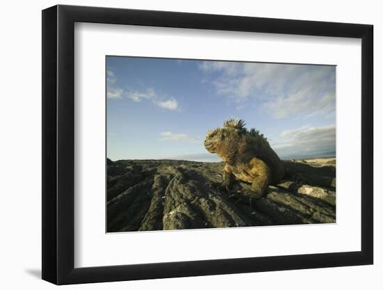 Alert Marine Iguana atop a Rock-DLILLC-Framed Photographic Print