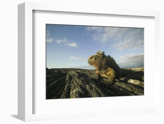 Alert Marine Iguana atop a Rock-DLILLC-Framed Photographic Print