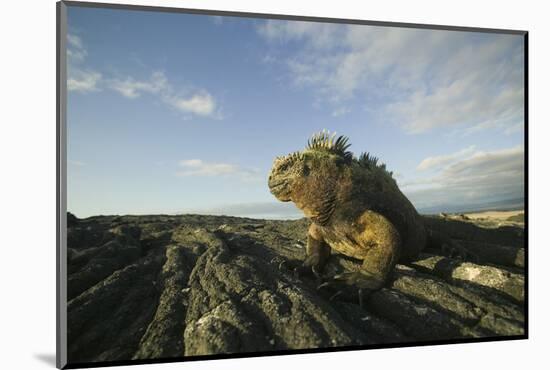 Alert Marine Iguana atop a Rock-DLILLC-Mounted Photographic Print