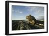 Alert Marine Iguana atop a Rock-DLILLC-Framed Photographic Print