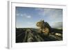 Alert Marine Iguana atop a Rock-DLILLC-Framed Photographic Print