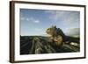 Alert Marine Iguana atop a Rock-DLILLC-Framed Photographic Print