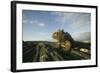 Alert Marine Iguana atop a Rock-DLILLC-Framed Photographic Print