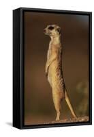 Alert Meerkat Standing Up-Paul Souders-Framed Stretched Canvas