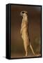 Alert Meerkat Standing Up-Paul Souders-Framed Stretched Canvas